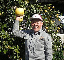 The lemon tree laden with 11 kinds of fruit