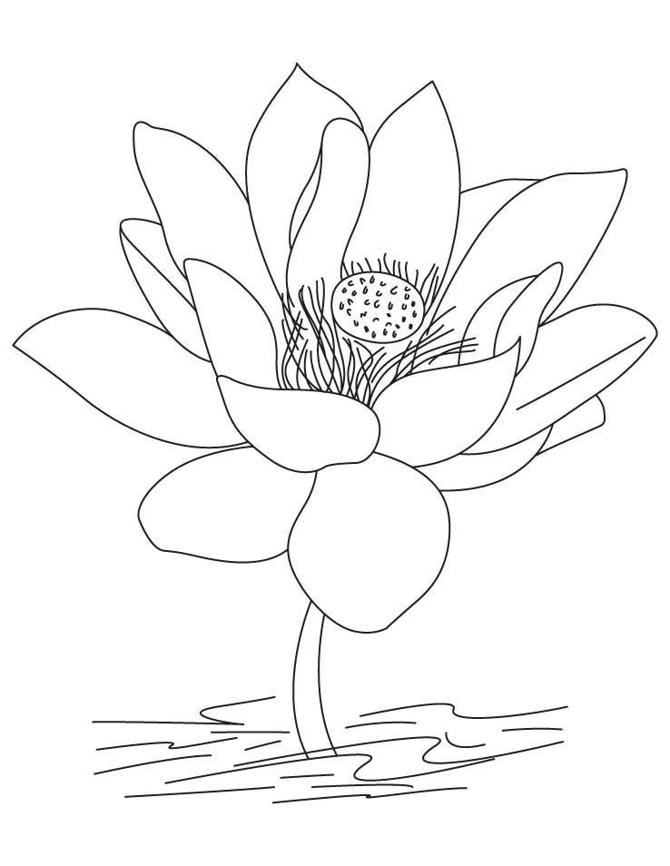 Sketsa Gambar Bunga Hitam Putih Diwarnai
