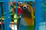 Jenis LoveBird Termahal Sampai Termurah di Indonesia