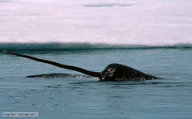 narwhal, unicorn of the sea, narwhal pictures, narwhals, narwhal facts