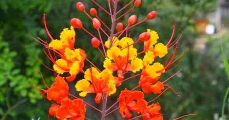 Bunga Majemuk Tak Berbatas (Inflorescentia Racemosa 