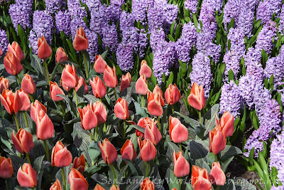 庫肯霍夫公園, Keukenhof, 荷蘭, holland, netherlands