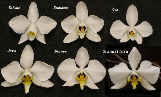 Ade s Orchid Phalaenopsis amabilis