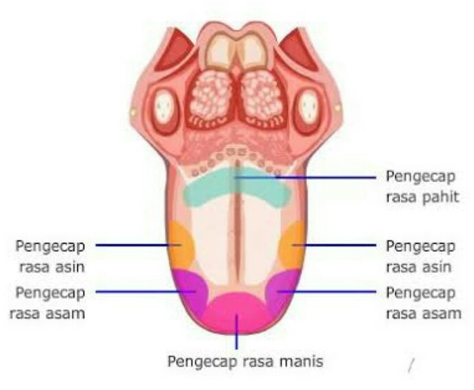 Fungsi Pengecap  Pada Insan Dan Bagian-Bagian Pengecap