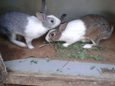caring-loving-each-other-rabbit-couple-image