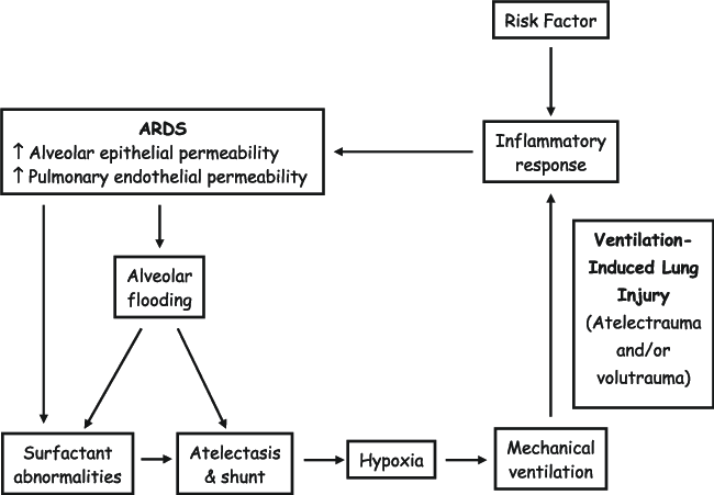 Pathophysiology of ARDS in children