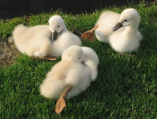 Cute Beautiful Baby Ducks HD Wallpaper Free