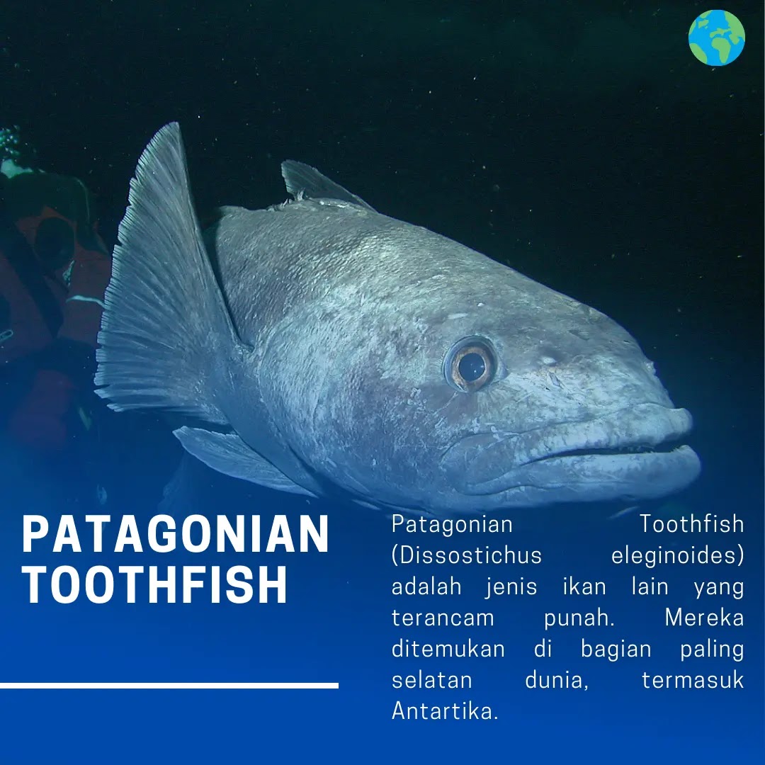Ikan Gigi Patagonian, Patagonian Toothfish