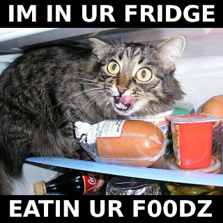fridge, food, cat, eating