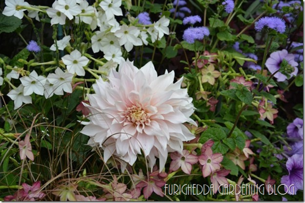 cafe-au-lait-Dahlia-33-620x413