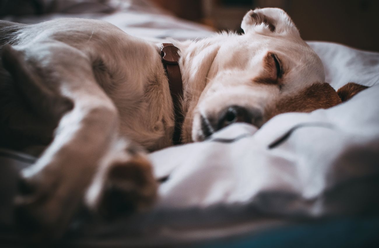Seu cachorro tira uma soneca o dia todo? Isso é Normal?
