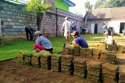 Harga Rumput Gajah Mini Per Karung