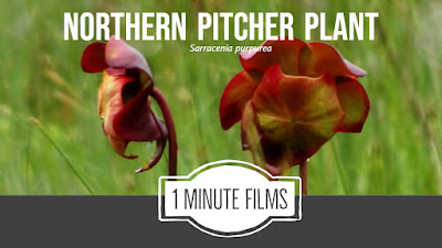 Video Northern Pitcher Plant