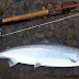 River Usk salmon and flies.