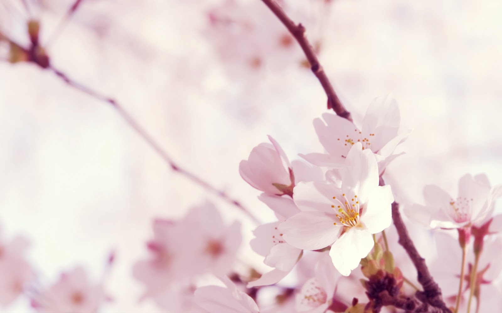 Wallpaper Desktop Bunga Sakura Terlengkap A1 Wallpaperz For You