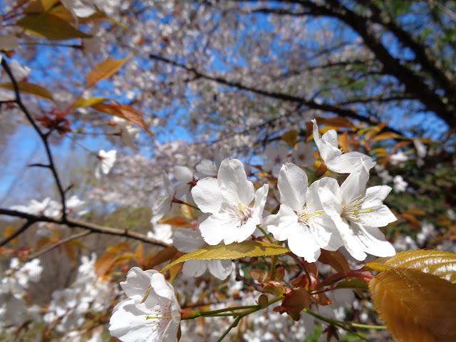 むきばんだ史跡公園の山桜