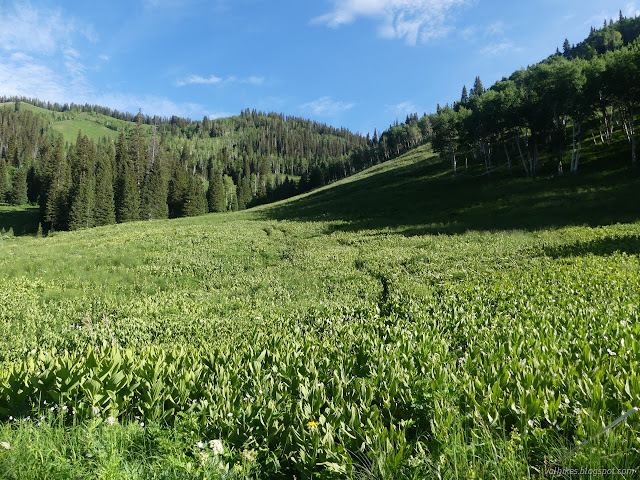 054: through grass and corn lilies