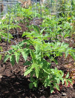 3 langkah singkat cara menanam tomat dengan cepat