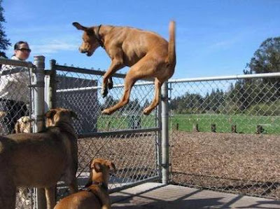 Jumping Dog