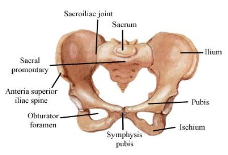 Ischial Tuberosity Pain. Ischial tuberosities, online