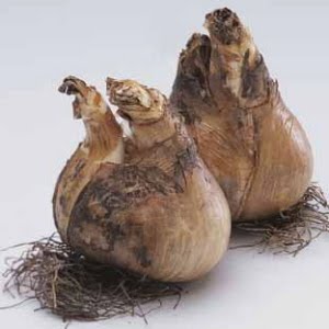 This is what daffodil bulbs