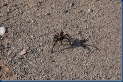 tarantula and moon 002