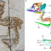 Unveiling the Skeleton of Chickens: An Insight into Avian Skeletal Structure