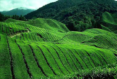 Cameron Highlands Malaysia