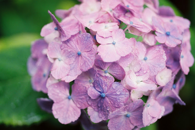 purple hydrangea after rain