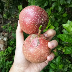 Jual Tanaman Bibit Markisa Manis Cepat Buah Jakarta Barat