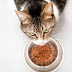 10 Toxic Foods For Cats