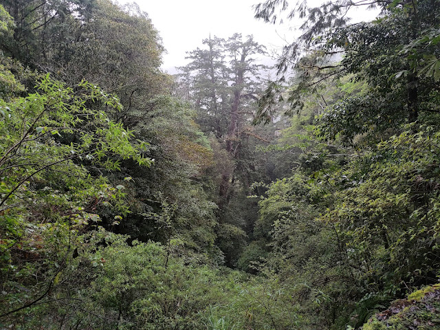 拉拉山國家森林遊樂區 - 未來的神木