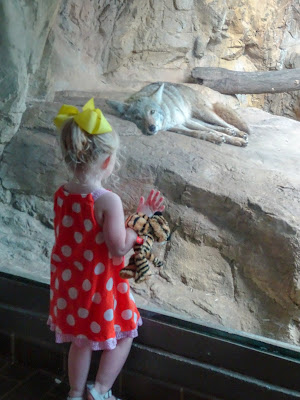 Mother's Day at the Birmingham, Alabama zoo. coyote