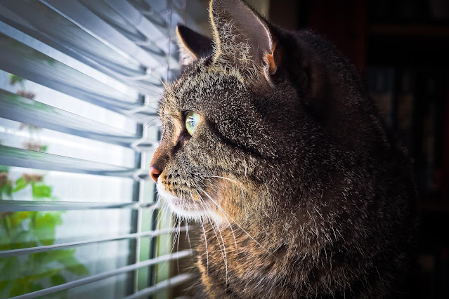 Conoce los cuidados de un gato adulto mayor