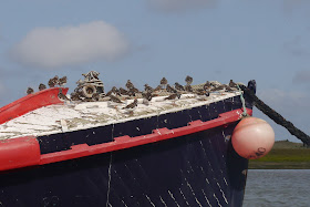 Birds on a boat