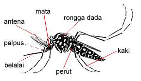 Ubat Untuk Ruam Dewasa - Buku Resep y