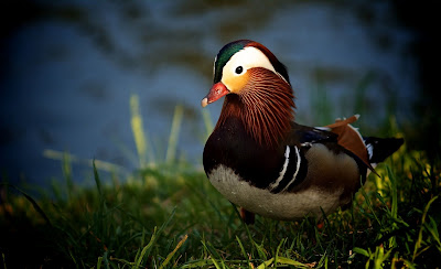 Pato mandarin - Duck - Wallpapers de 1920x1200px