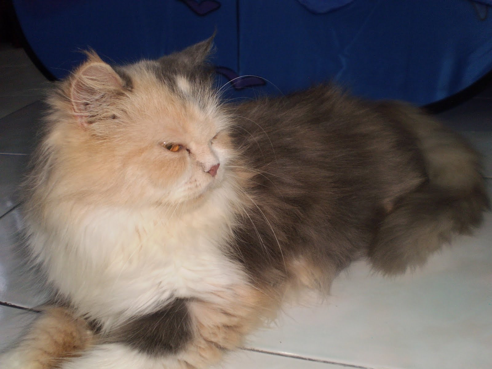 Jual Kucing Flat Nose Kimcilo