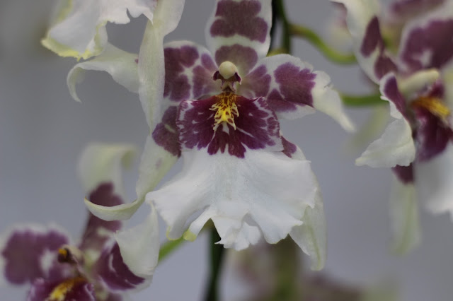 Exposición de orquídeas colombianas en la estación de Atocha