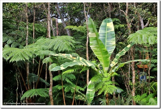140805_Hawaii_BananaAeAe_006