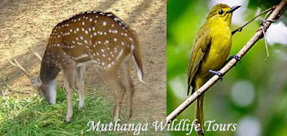 Muthanga Wildlife Tours