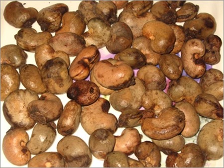 Ghana: Cashew could earn economy US$300-400m