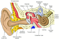 https://blogger.googleusercontent.com/img/b/R29vZ2xl/AVvXsEhyoccH24zXYRDFtJQJF9sBI2aJl0dl6se2DQB7FNOKI2T_UBZZkwd_hnXRG8Gyvv7DriKLVtrUUzDoUpkXqsOEQ5JlNw4BMXBGUP8w8YjwF7m_9voxnUr3v85dVu0y1M6e3k-cES4jXh0/s1600/The-Human-Ear.gif