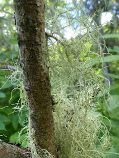 Usnée - Usnea sp.