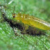 Complete Guide on How to Get Rid of Thrips Effectively