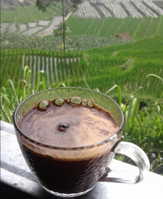 kopi haben nagen, kopi arabica, kopi robusta