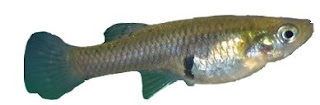 Ikan sisik malik