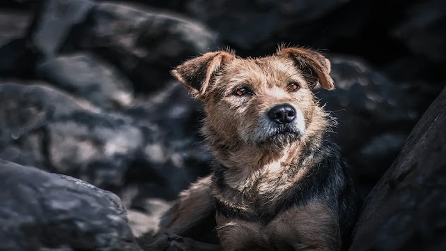 Border Terrier