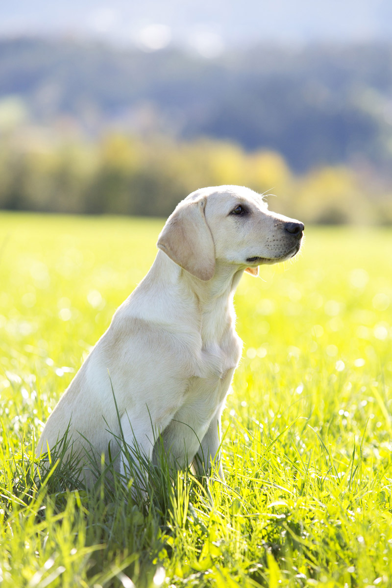 The Top Four Dog Breeds for Those Who Live Alone