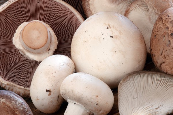 Mushroom Training in Alandi Road Pune | Mushroom Training in Pune | Mushroom farming training in Maharashtra | Mushroom training